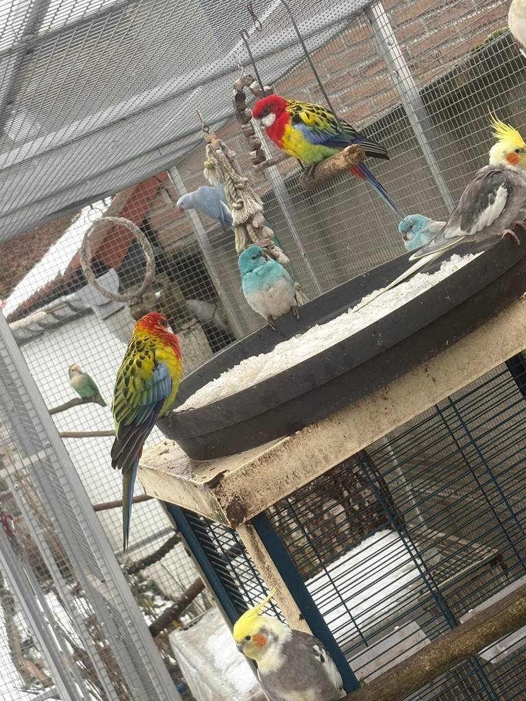 Cage voliere, Animaux & Accessoires, Enlèvement, Volière