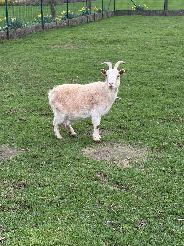 Beige geit, Dieren en Toebehoren, Schapen, Geiten en Varkens, Geit
