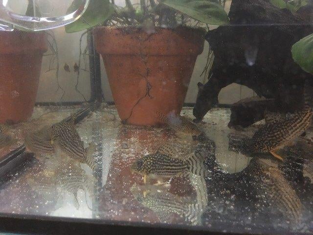 Sterbai corydora's, Dieren en Toebehoren, Vis, Zoetwatervis, Schoolvis