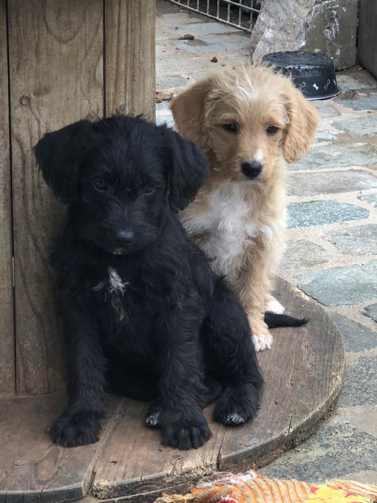 Terriërs fox terrier pups.  0468033469, Dieren en Toebehoren, Honden | Jack Russells en Terriërs, Meerdere dieren, Overige rassen