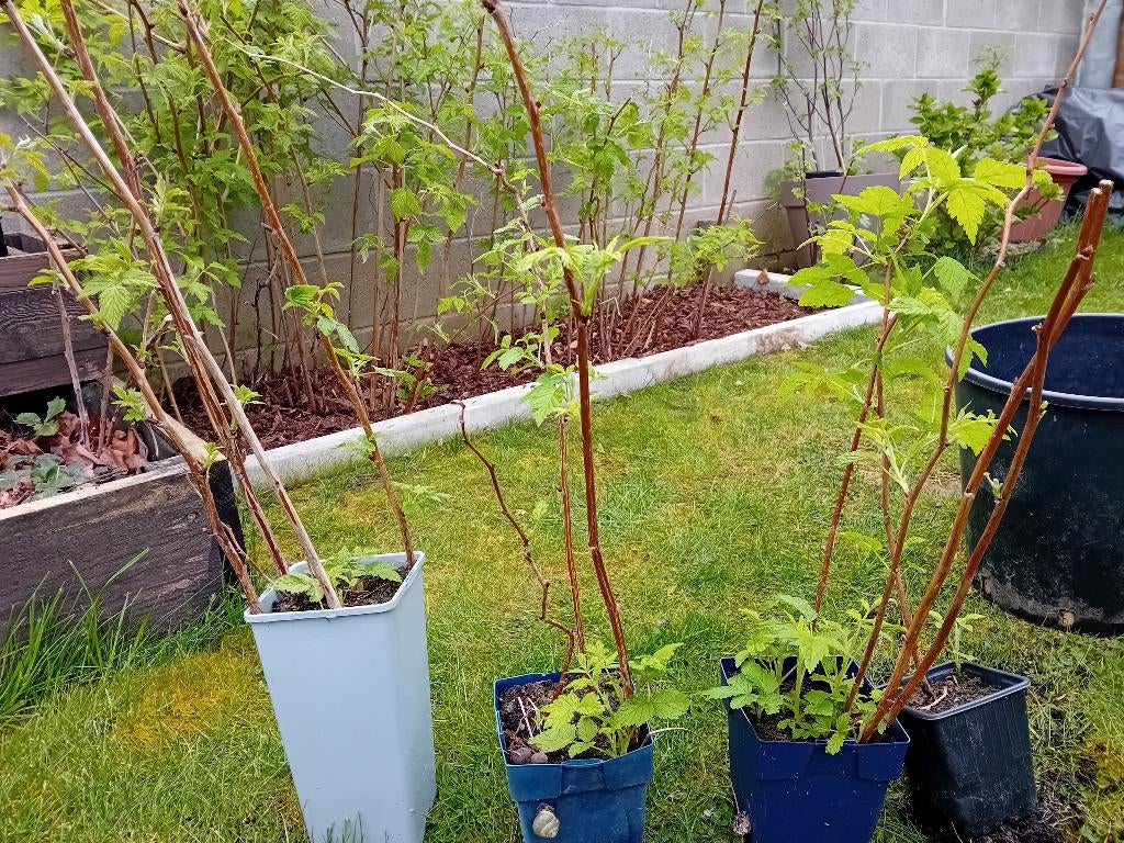 Framboisiers 'remontants', Tuin en Terras, Planten | Fruitbomen, In pot, Ophalen