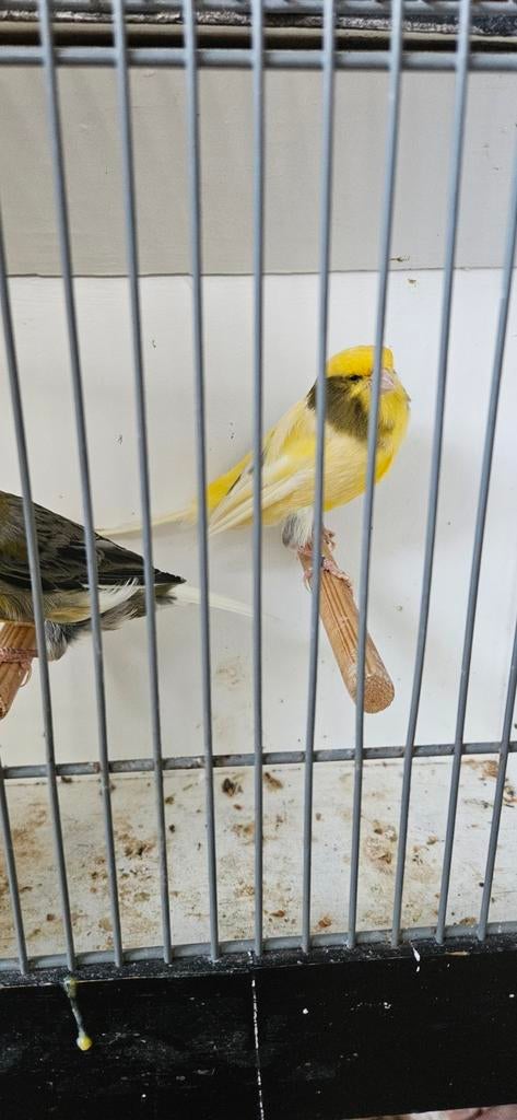 Kanaries te koop, Dieren en Toebehoren, Vogels | Kanaries