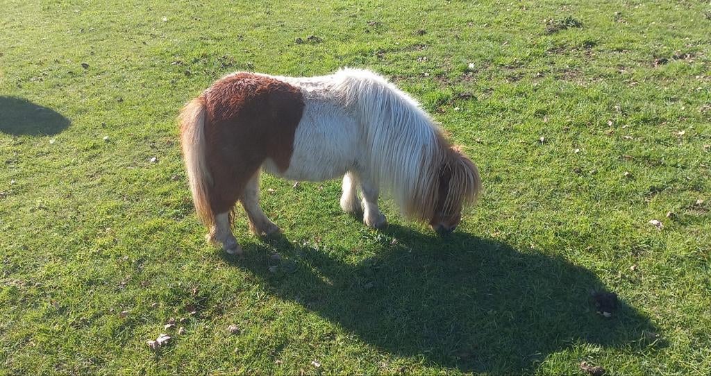 Jument couleur renard 75 cm.