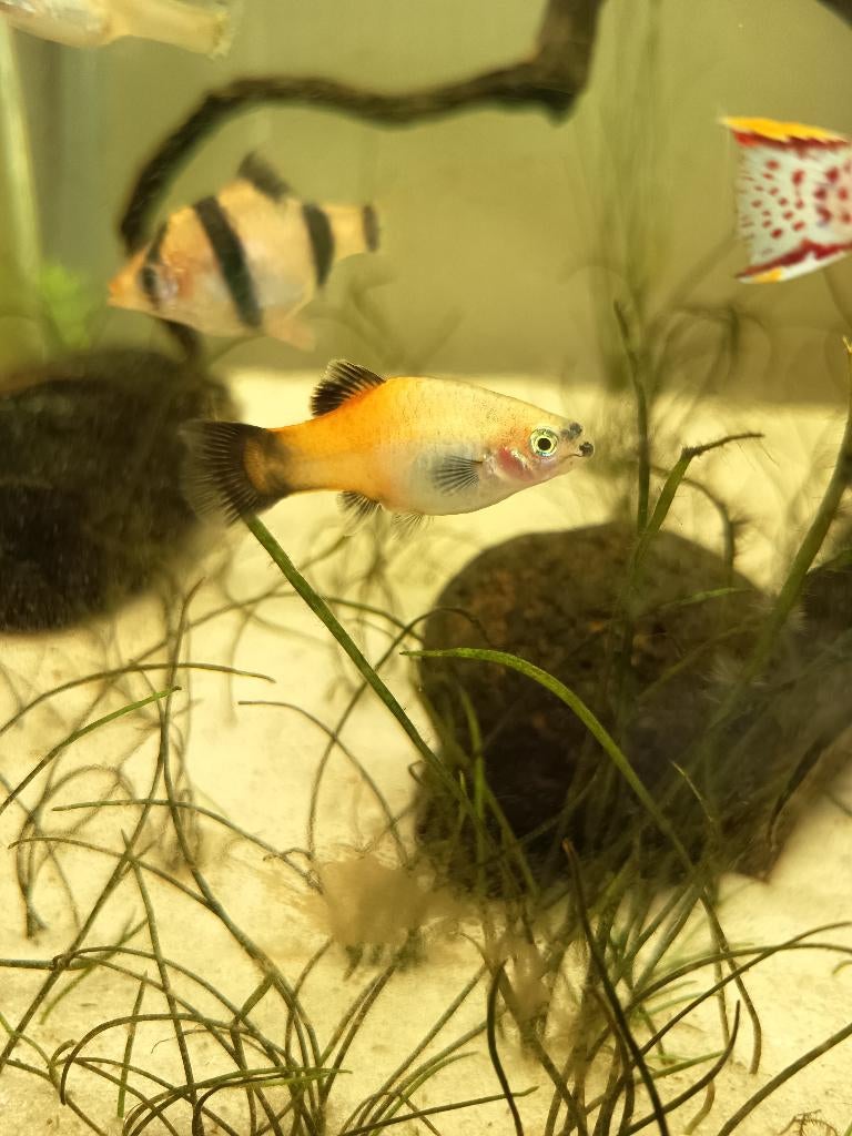 Aquarium vis 3 soorten, Dieren en Toebehoren, Ophalen