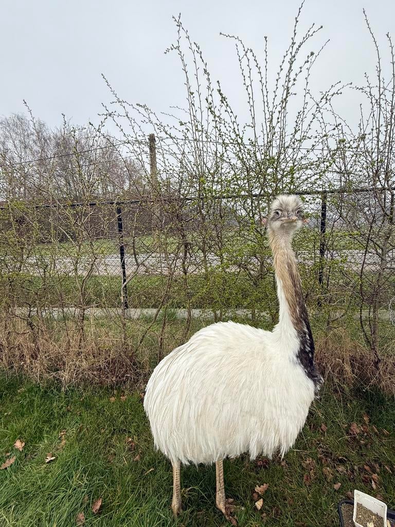 Nandoe haan 1,5 jaar oud, Animaux & Accessoires, Volatiles, Mâle, Autres espèces