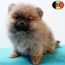 Spitz Nain & Petit Spitz (mâles) chiots belges à vendre, Animaux & Accessoires, Chiens | Huskys, Loulous & Types primitifs, 15 semaines à 1 an