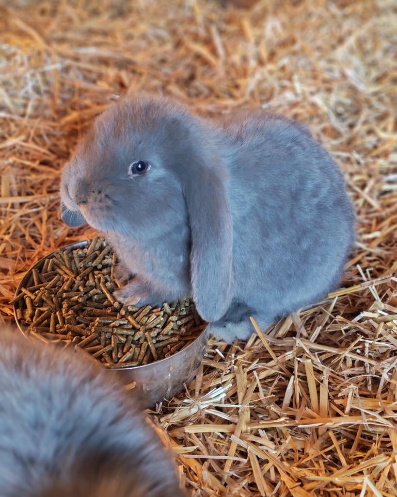 Franse hanghoor, Dieren en Toebehoren, Konijnen, Meerdere dieren, Groot, Hangoor, 0 tot 2 jaar