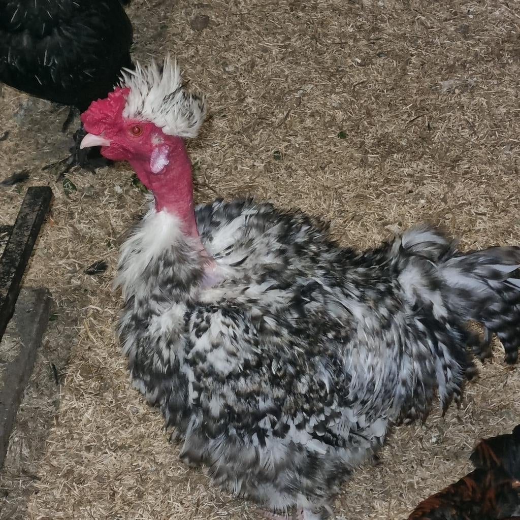 Haantjes ,krulveer en gewone kriel, Dieren en Toebehoren, Pluimvee