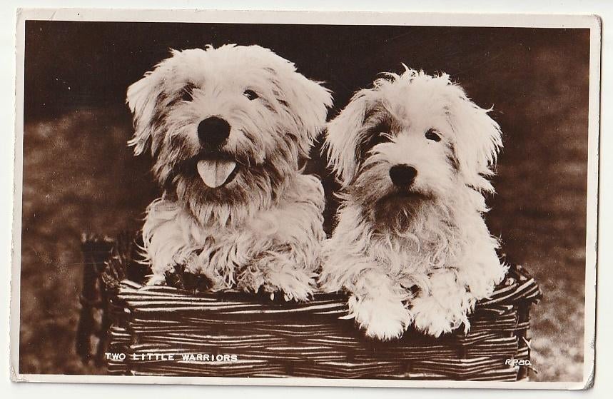 Two little warriors Deux petits guerriers - chiens blancs, Collections, Cartes postales | Animaux, Envoi, Affranchie, Chien ou Chat