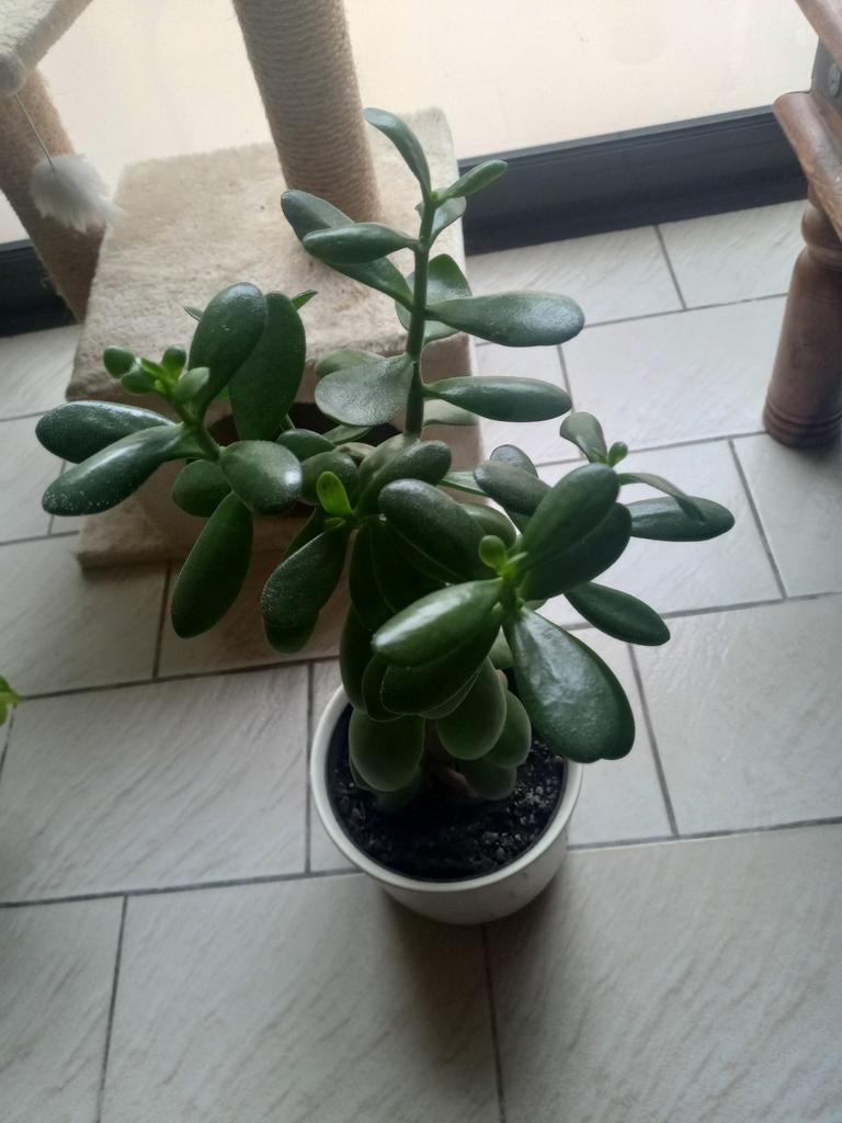 Crassula kamerplant, Huis en Inrichting, Ophalen