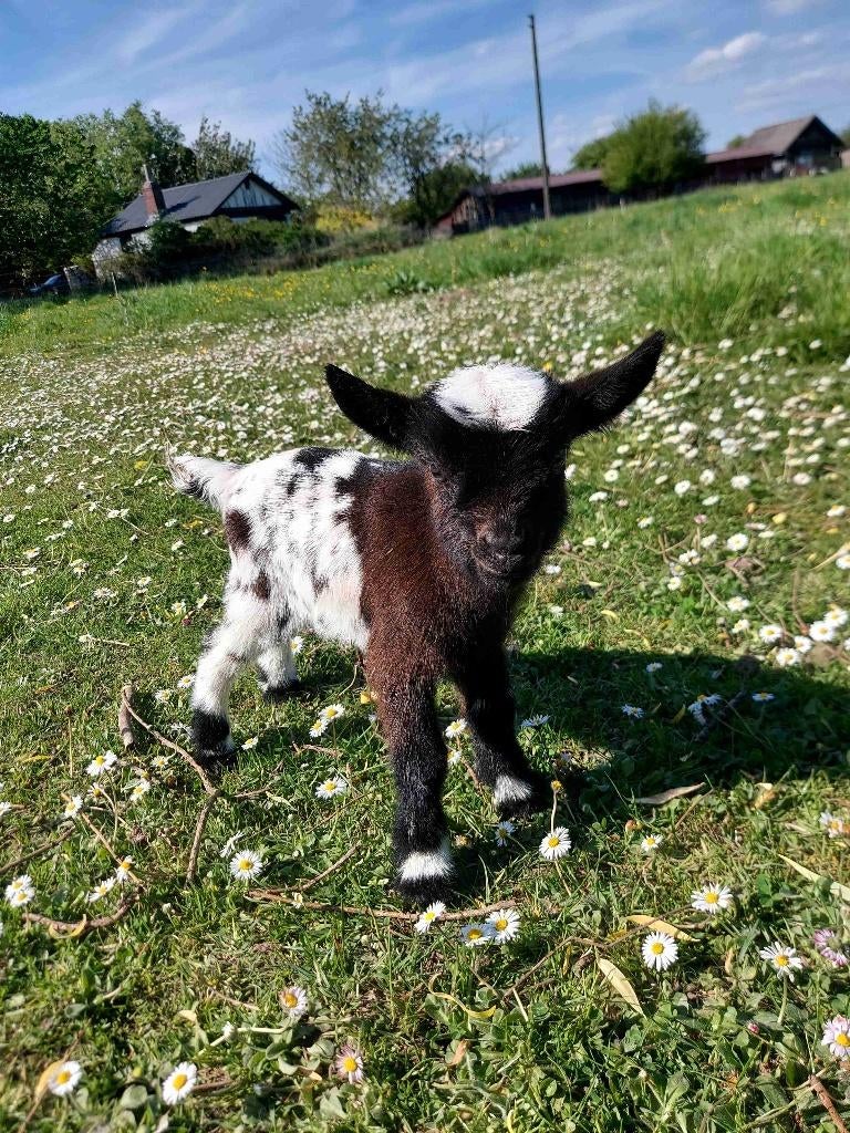 Chèvres miniature et toy, Dieren en Toebehoren, Overige Dieren, Februari, Meerdere dieren