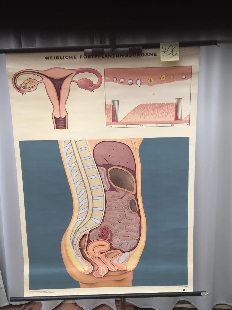 Carte scolaire rétro - Femme. reproduit. - Carte 406(-20% !), Enlèvement ou Envoi, Comme neuf