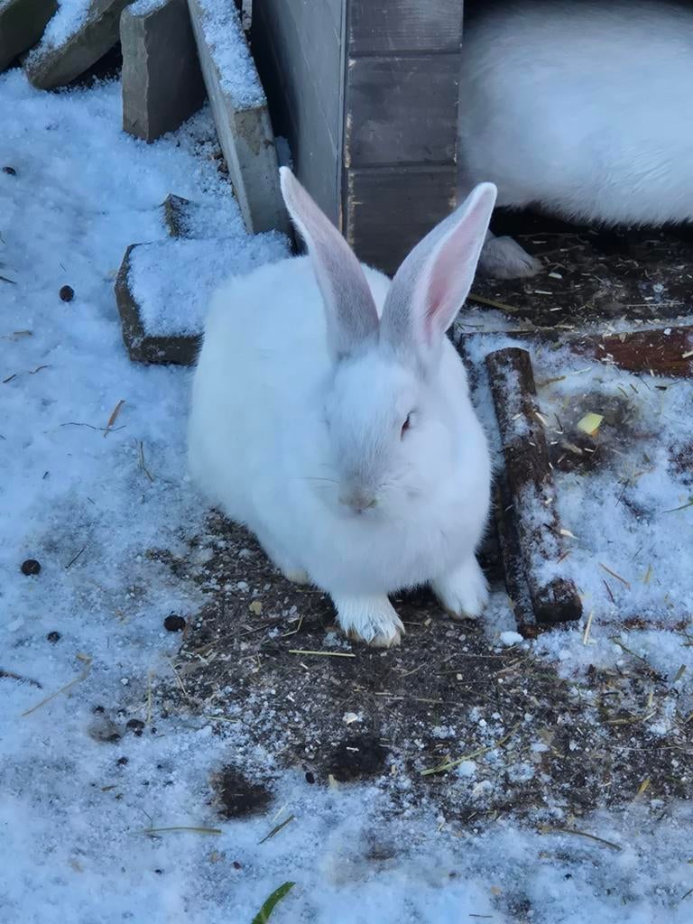 Te adopteren 2 witte vlaamse reuzen ram, Dieren en Toebehoren, Konijnen