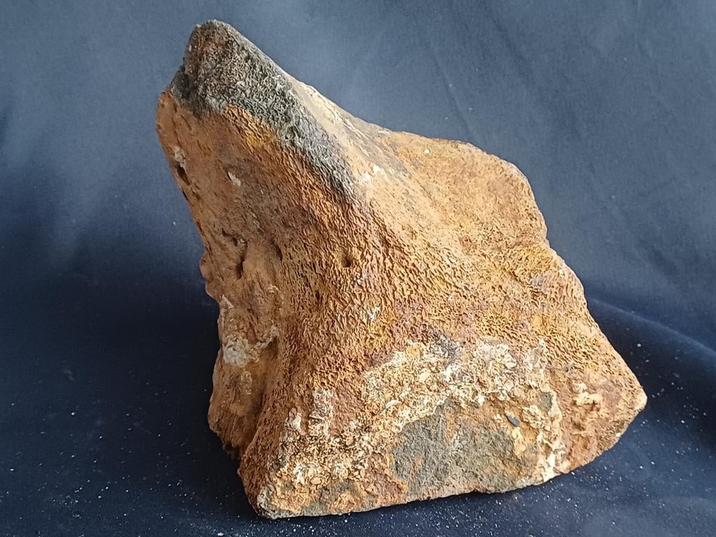 Fossiele walviswervels - diverse prijzen vanaf 30€, Verzamelen, Mineralen en Fossielen, Ophalen of Verzenden, Fossiel