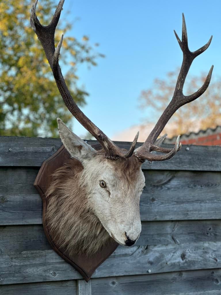 Hertenkop opgezette, Enlèvement