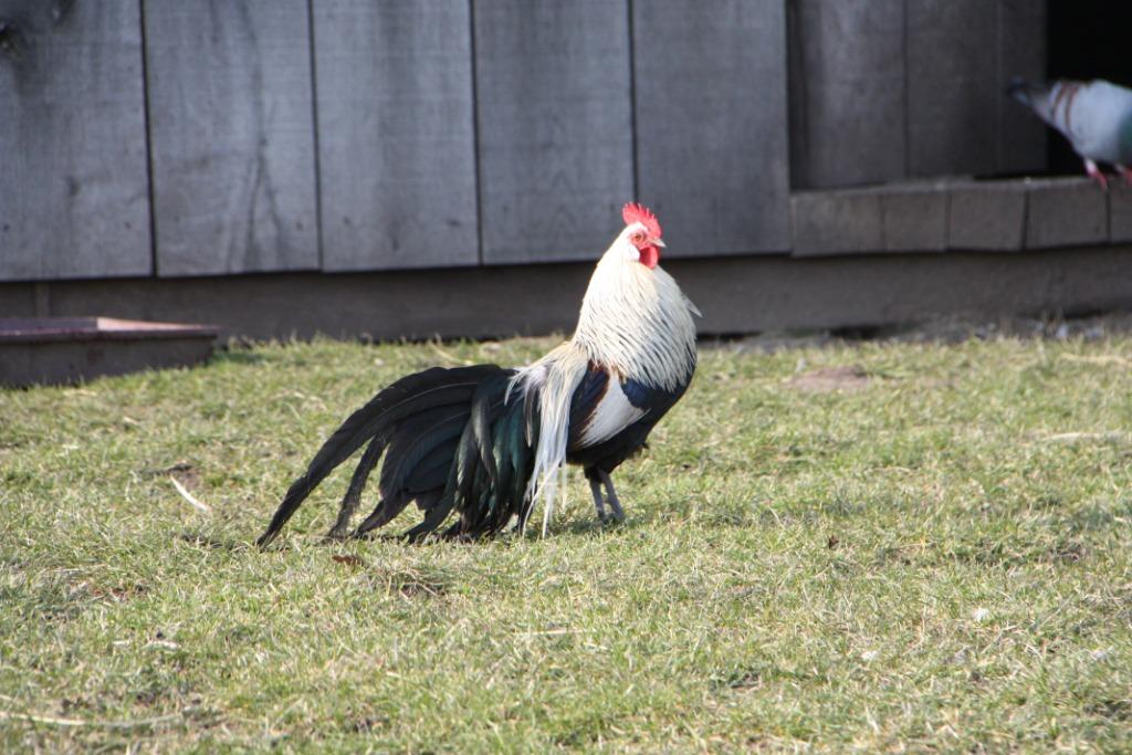 Une poule Phoenix, Poule ou poulet