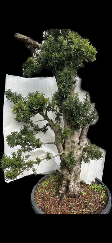 Taxus yamadori Bonsai, Ophalen