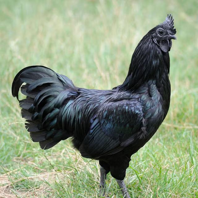 1 haan Ayam Cemani