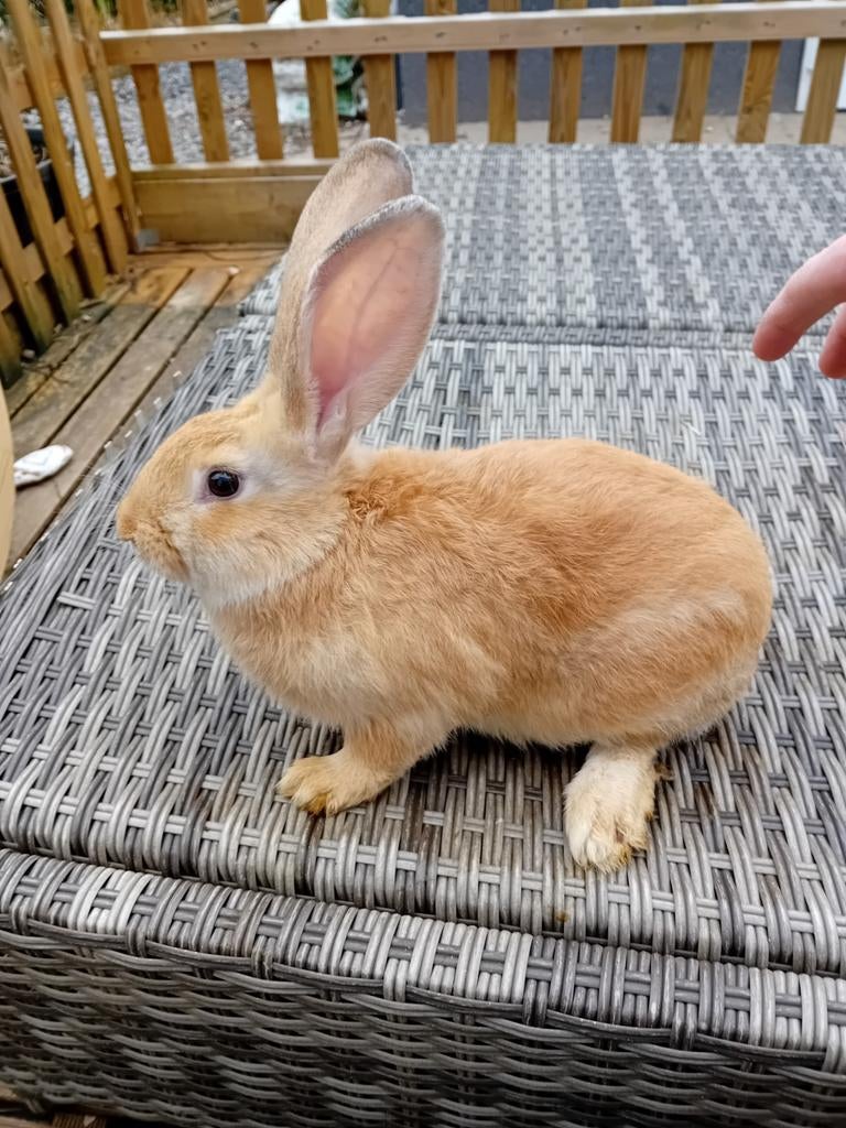 Mooie jonge gele Vlaamse reuzen supertam