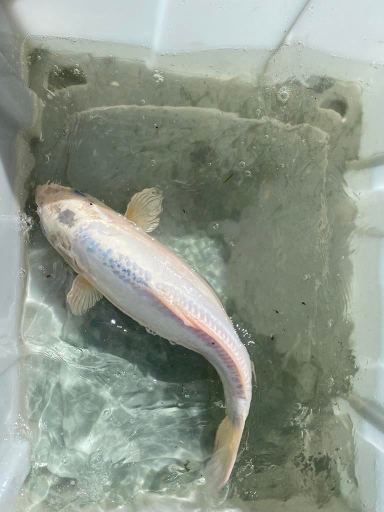 Koi, Dieren en Toebehoren, Vissen | Vijvervissen, Karper of Koi