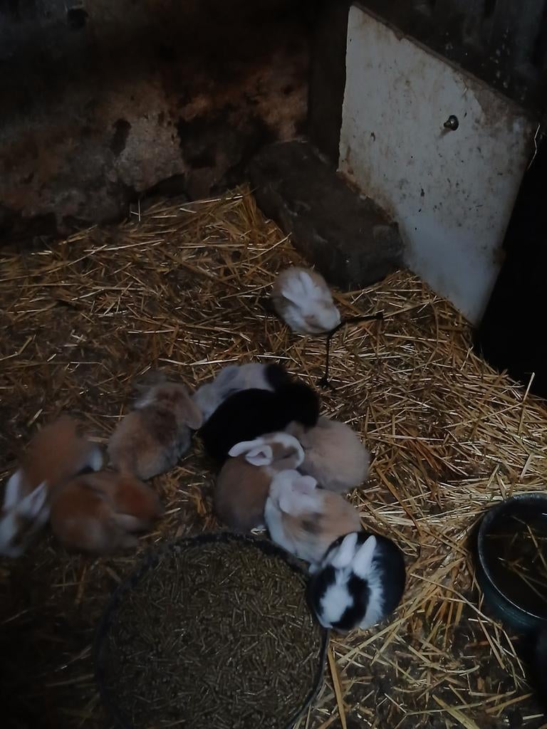 Franse hangoren, Plusieurs animaux, Taille moyenne, Oreilles tombantes, 0 à 2 ans