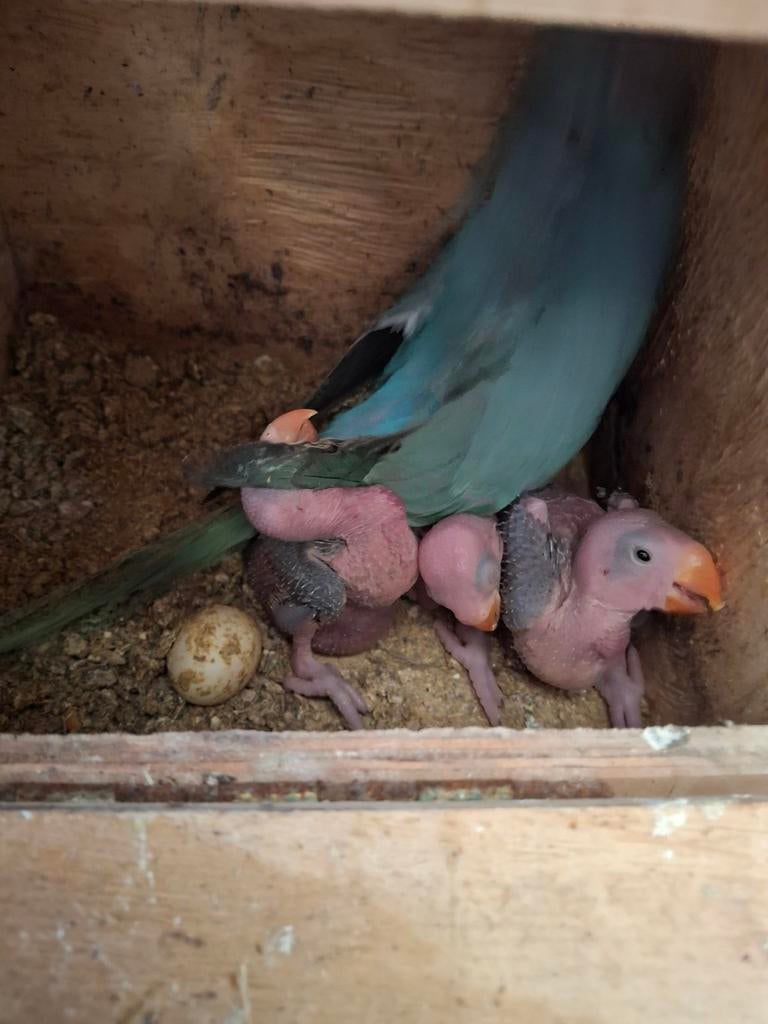 Perruches à col bleu dans un nid