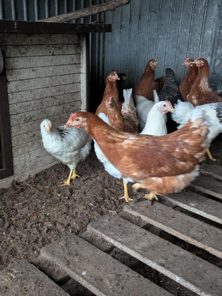 bruine legkippen te koop aan de leg, Dieren en Toebehoren, Pluimvee