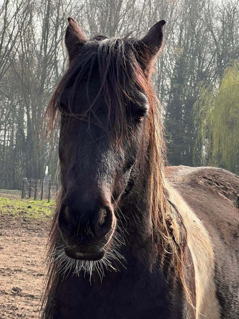 Barokpaarden, Dieren en Toebehoren, Paarden, Merrie