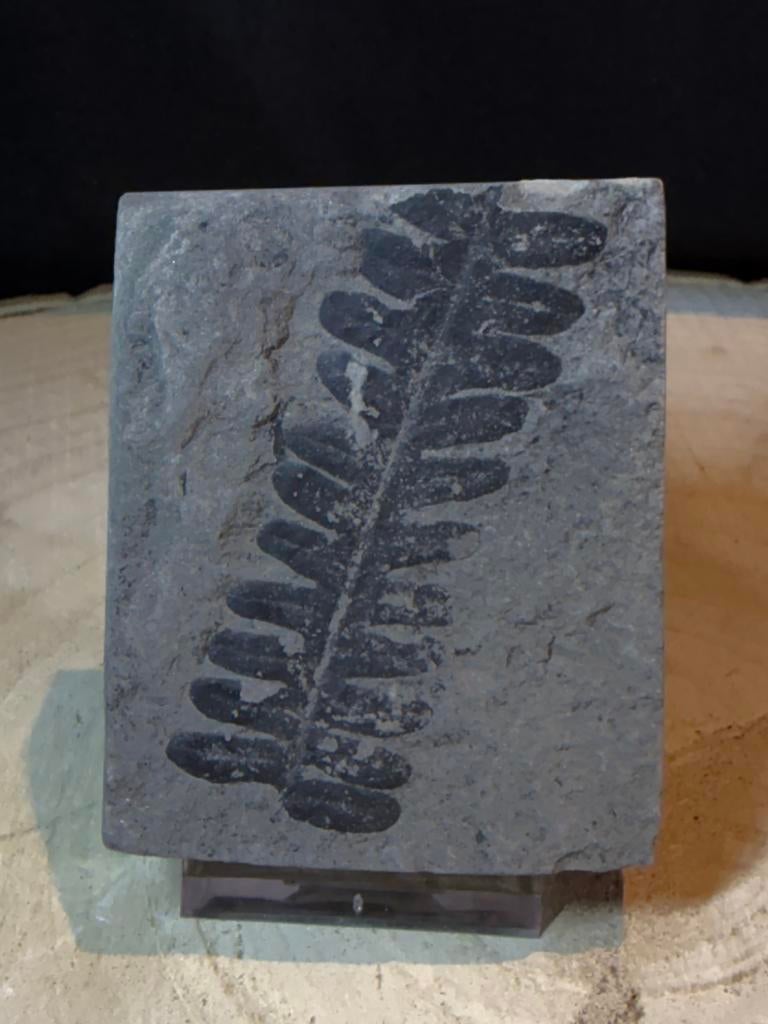 Fougère fossile Alethopteris – 300 millions d’années, Enlèvement ou Envoi, Fossile