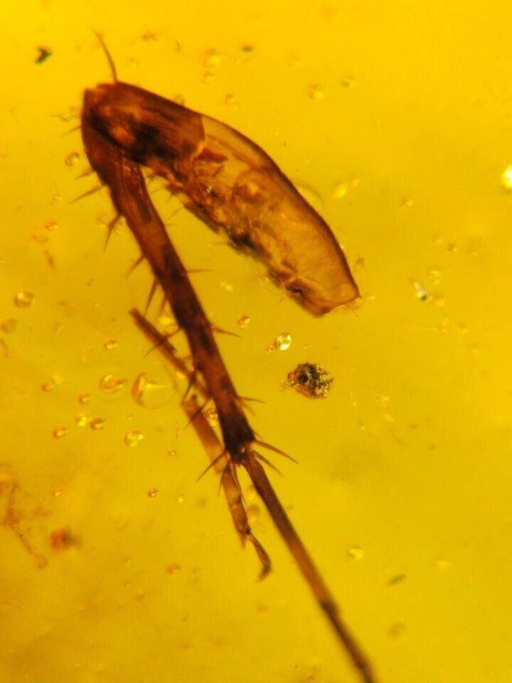 Birmees Amber (R2) met insluiting van poot onbekend insect., Verzamelen, Verzenden, Fossiel