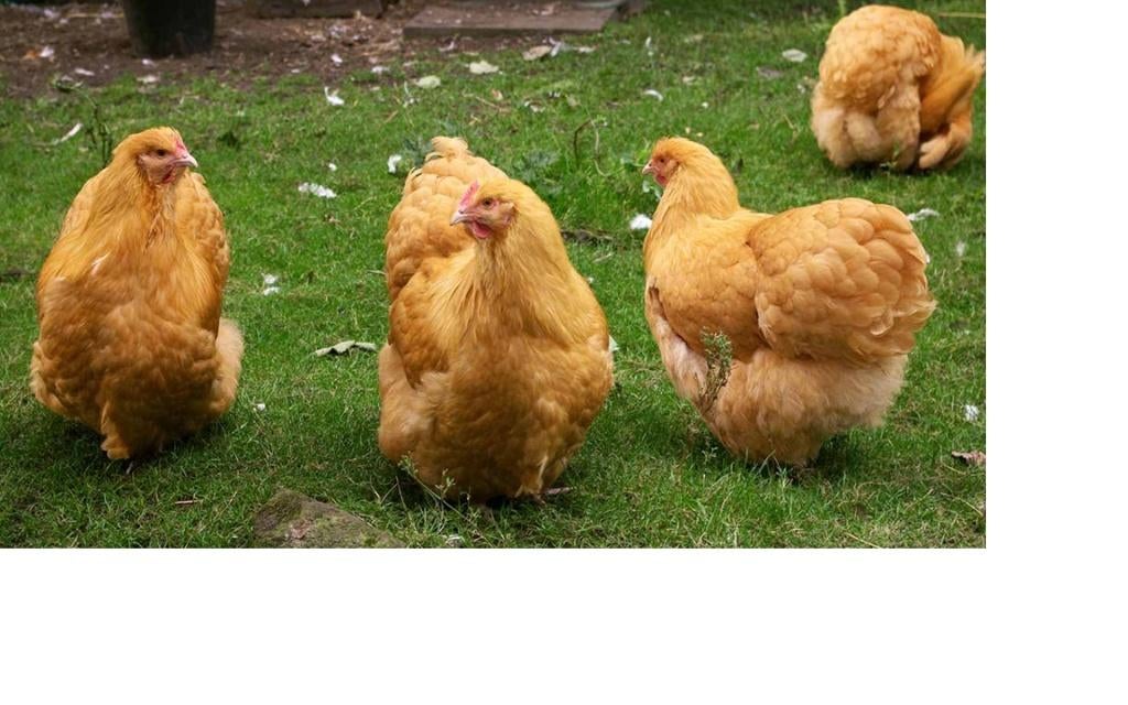 Foktoom Orpington Buff, Poule ou poulet