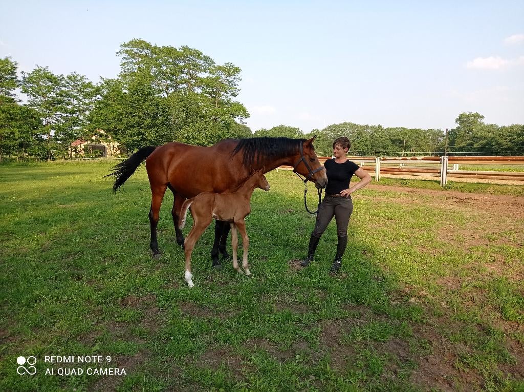 Kweek merrie te koop, 11 ans ou plus, 165 à 170 cm, Avec pedigree, L