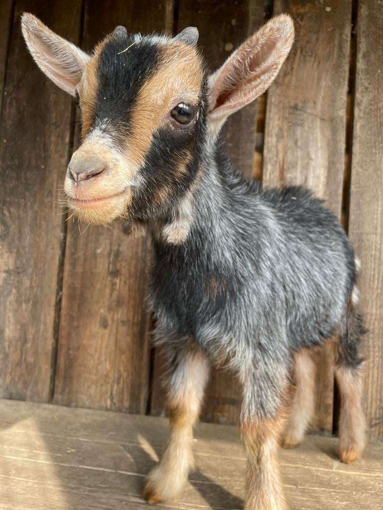 Dwerggeit bokjes, Dieren en Toebehoren, Schapen, Geiten en Varkens, Mannelijk, Geit, 0 tot 2 jaar