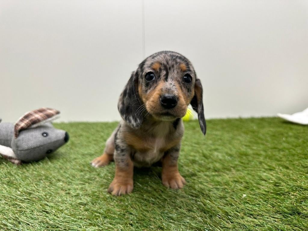 Nestje Gladharige Dwergteckel pups, Dieren en Toebehoren, Honden | Teckels en Dashonden, Parvo, België, 8 tot 15 weken, Korthaar