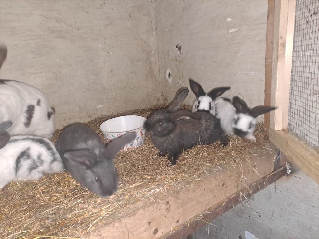 Vlaamse reuzen, Dieren en Toebehoren, Ophalen