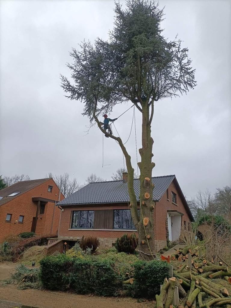 Travaux d'abattage / démontage / élagage d'arbres, Jardin & Terrasse, Plantes | Arbres, Enlèvement