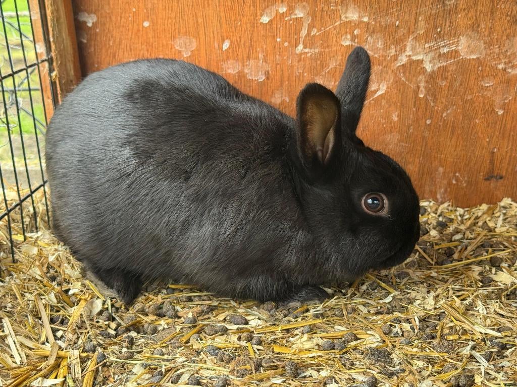 Dwergkonijntjes, Dieren en Toebehoren, Konijnen, Meerdere dieren, Dwerg, 0 tot 2 jaar