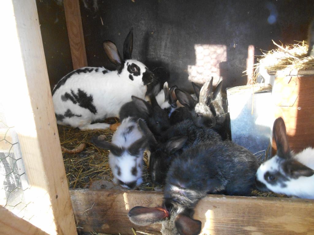 vleeskonijnen, Dieren en Toebehoren, Konijnen, Meerdere dieren, Groot, 0 tot 2 jaar