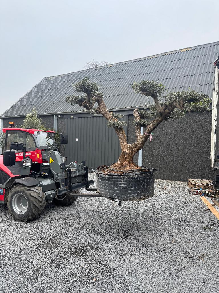 Olijfboom zarragoza ponpon, 100 tot 250 cm, Olijfboom, Zomer, Ophalen