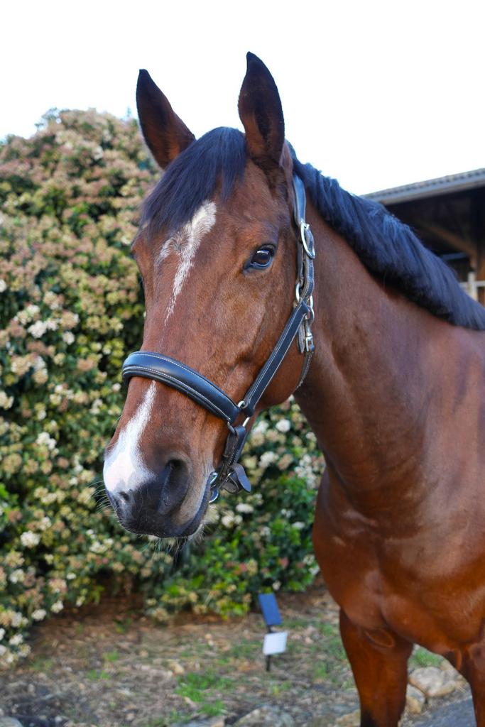 Top merrie met veel bloed., Dieren en Toebehoren, Merrie, Springpaard, Met stamboom