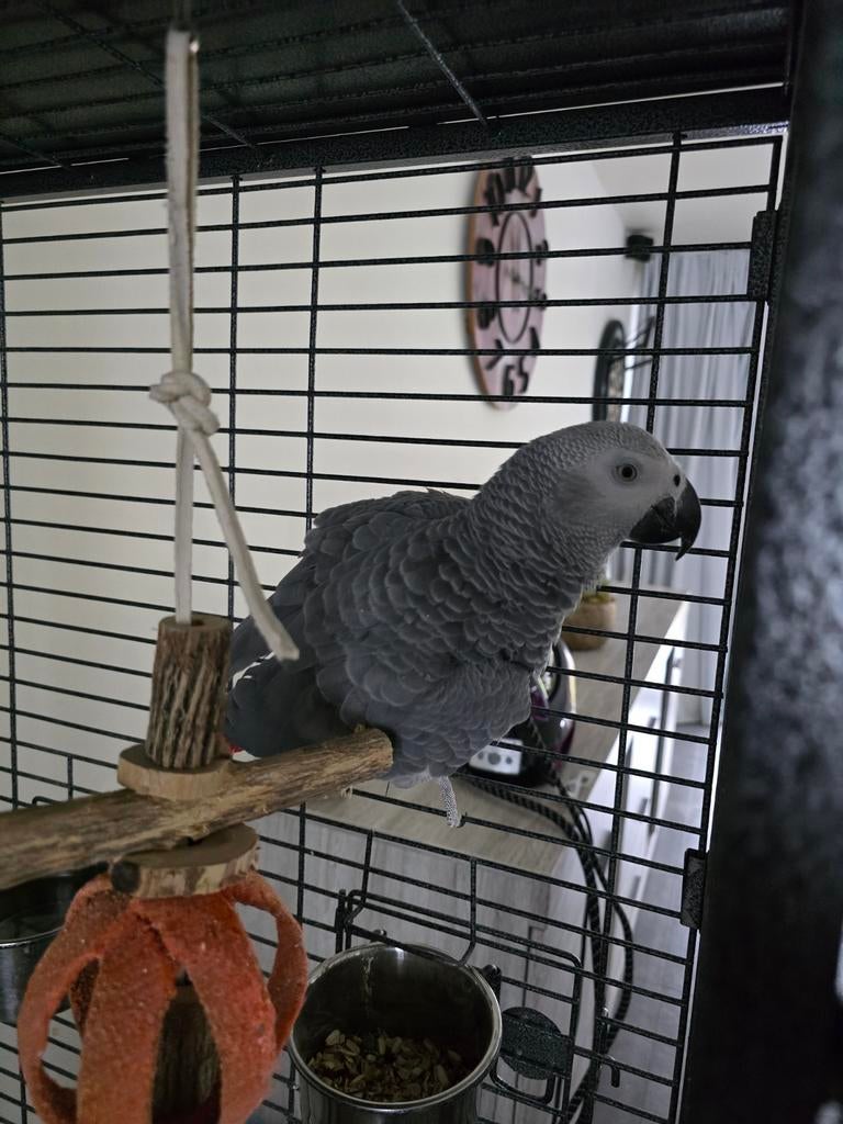 Mooi roodstaart, Dieren en Toebehoren, Vogels | Parkieten en Papegaaien, Mannelijk, Papegaai, Pratend