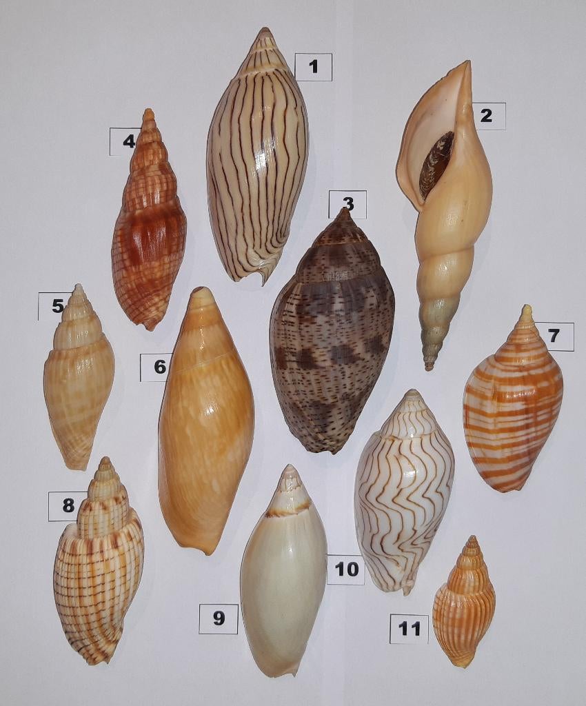 Schelpen: Volutidae, Ophalen of Verzenden, Schelp(en)