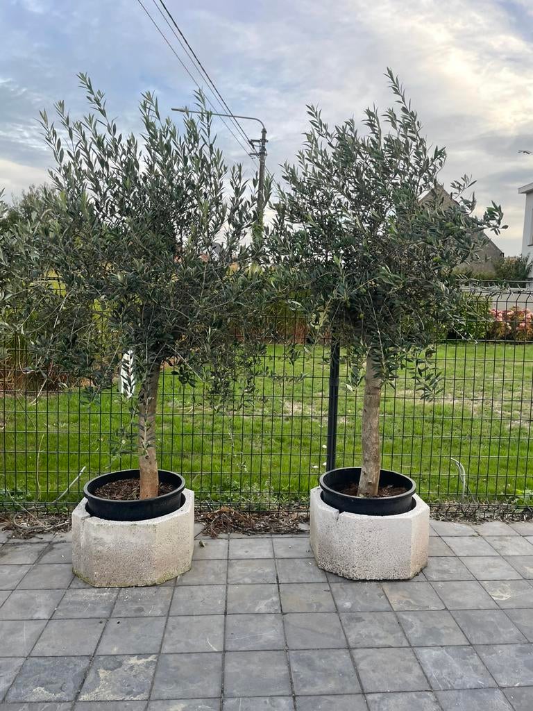 2 olijfbomen met stamomtrek 25-30cm, Ophalen