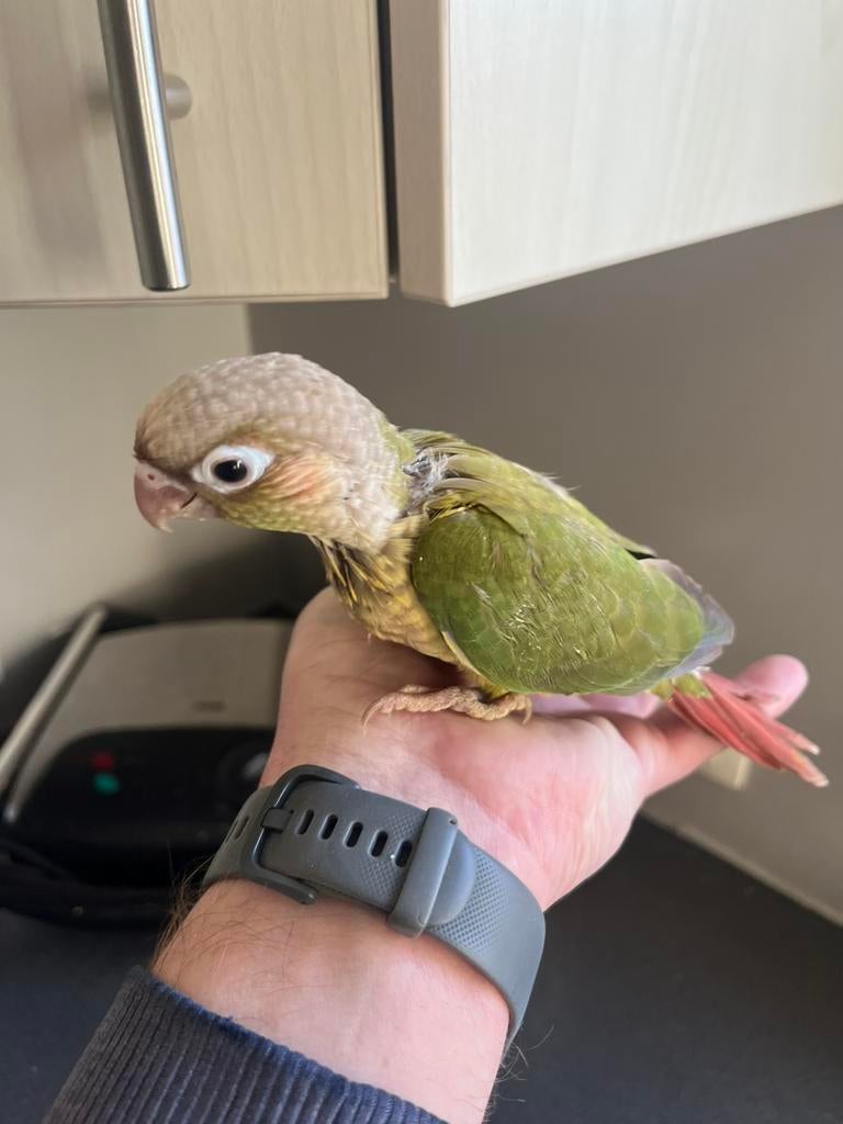 Jonge handtamme pyrrhura., Sexe inconnu, Perruche, Domestique