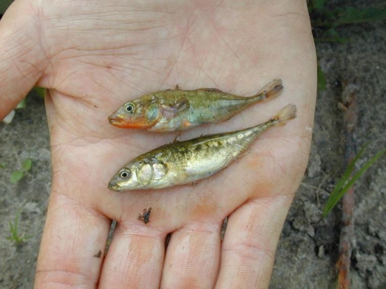 driedoornige stekelbaars, Dieren en Toebehoren, Overige soorten