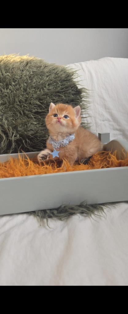 British shorthair, Chat, Avec pedigree, 0 à 2 ans