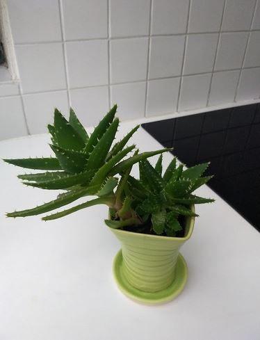 Aloë brevifolia-kortbladige Aloë-krokodilplant-blauwe Aloë, Maison & Meubles, Plantes d'intérieur, Enlèvement, Plante succulente