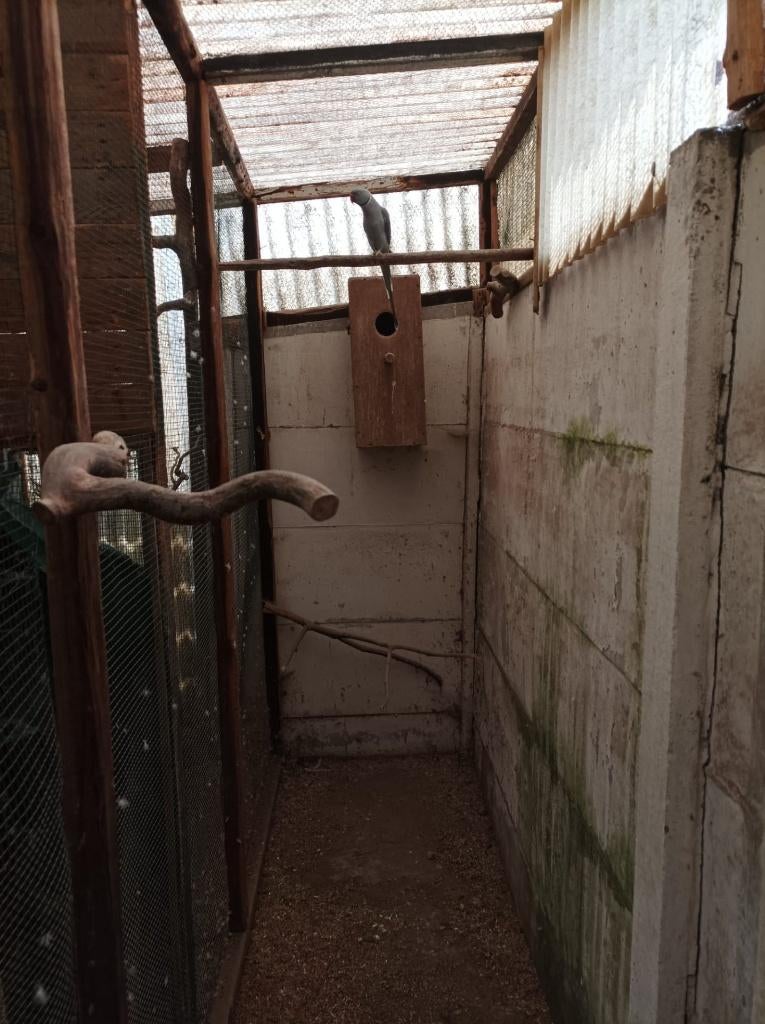 pennantman, Animaux & Accessoires, Bagué