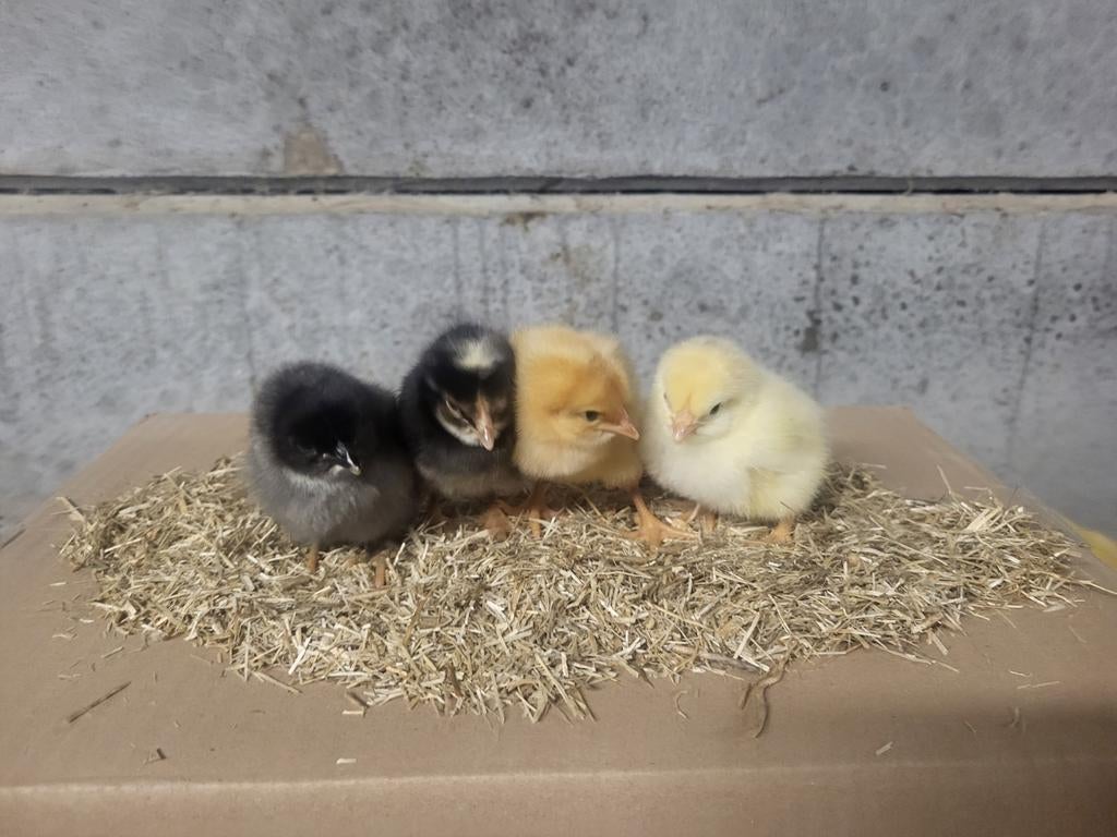 Poussins de Pâques, Animaux & Accessoires, Femelle, Poule ou poulet