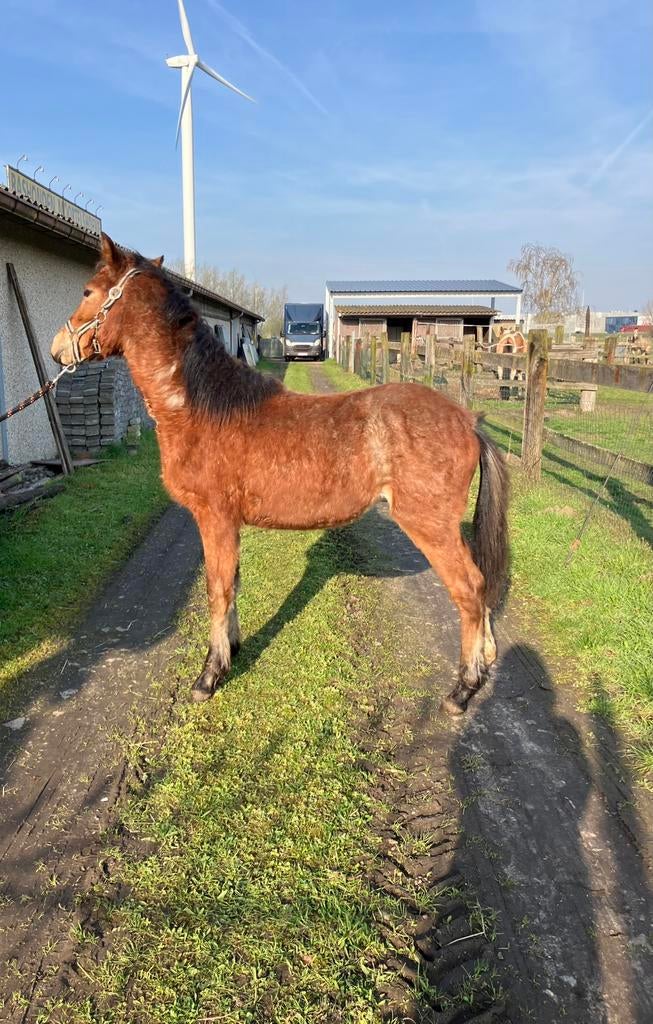 Springpony’s, Dieren en Toebehoren, Pony's, Springpony